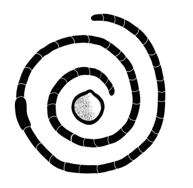 an earthworm with her egg, for liv