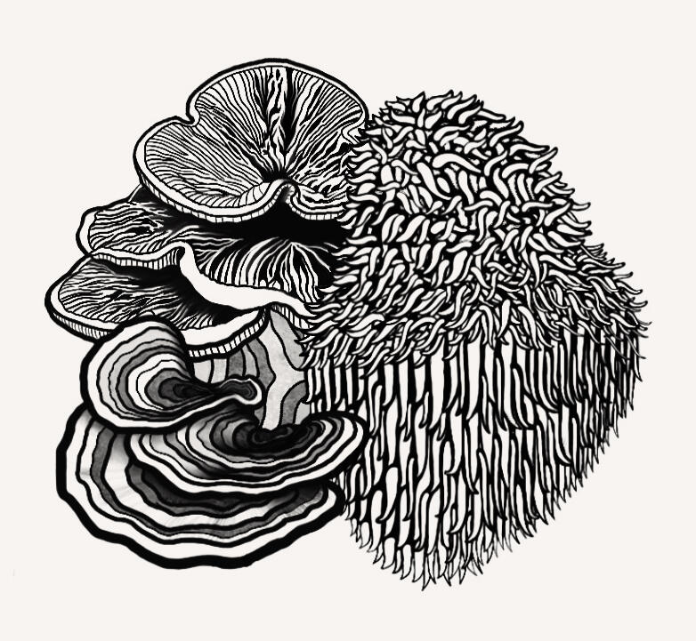 functional mushroom cluster - reishi, turkey tail and lion’s mane